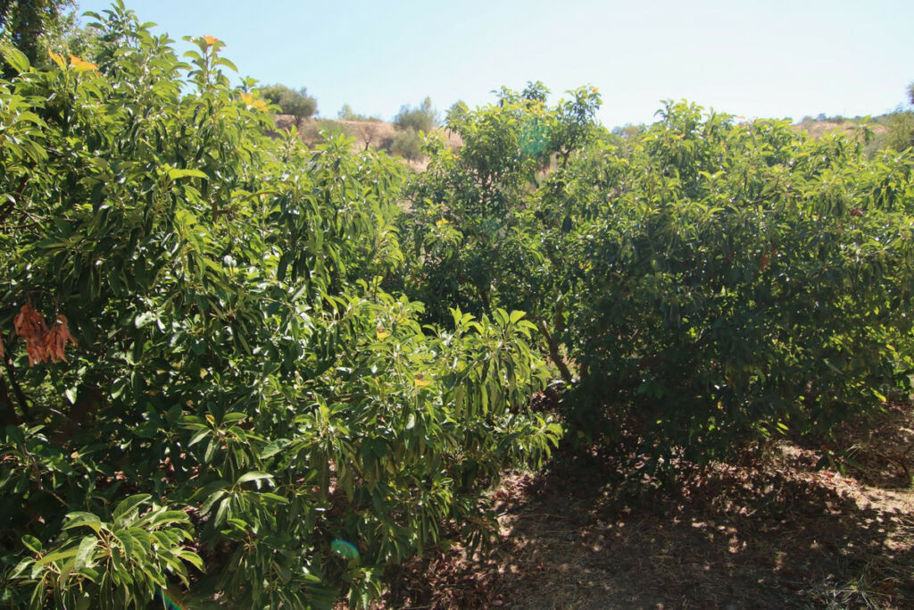 Finca - Cortijo Tolox Málaga - image 20