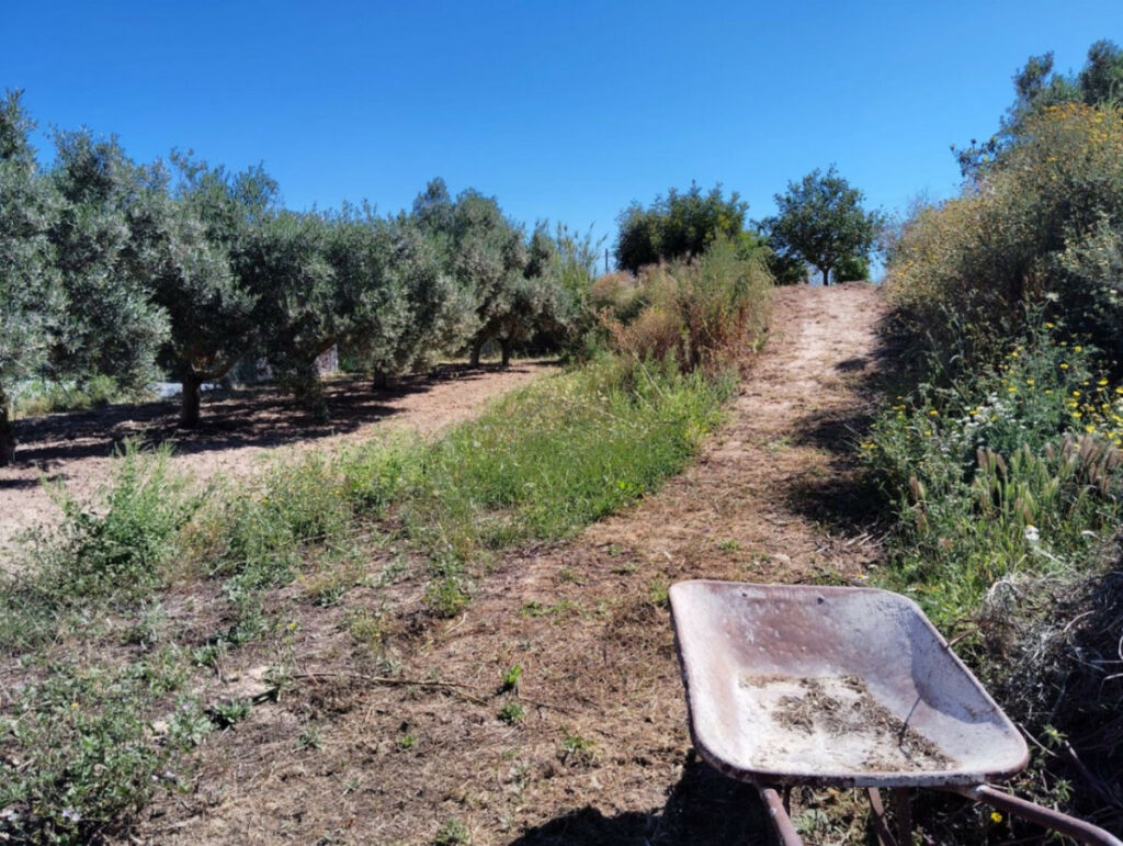 Finca - Cortijo Teulada Alicante - image 22