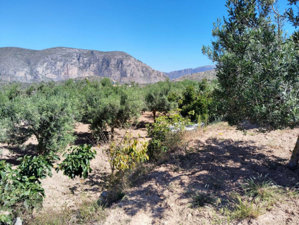 Finca - Cortijo Teulada Alicante - image 27