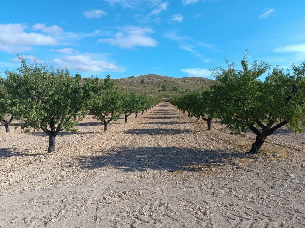 Land Yecla Murcia - image 3