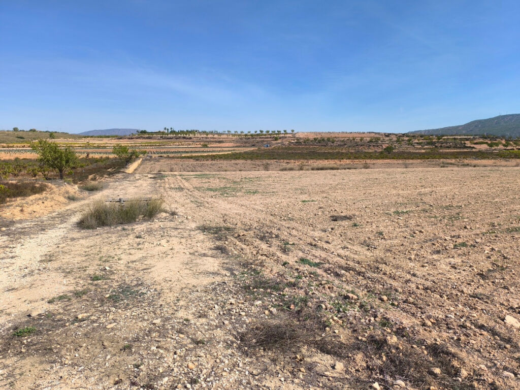 Land Pinoso Alicante - image 3