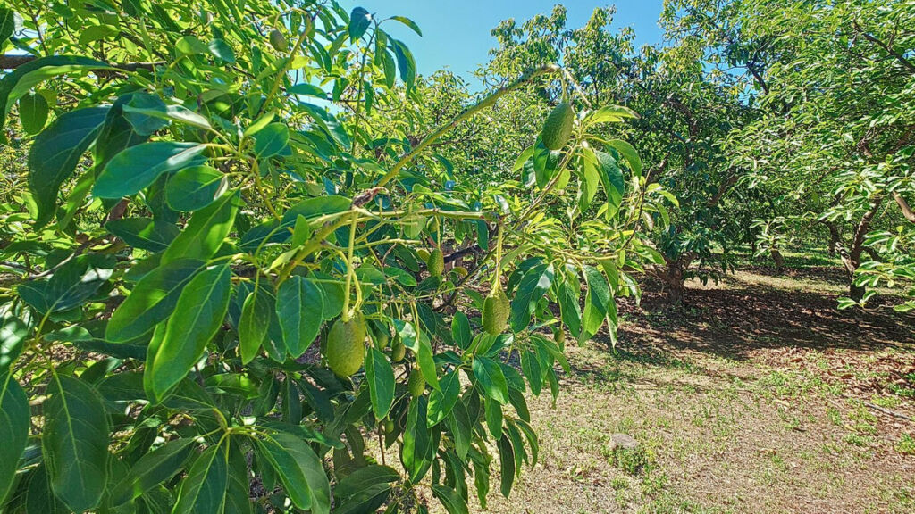 Finca - Cortijo Vélez-Málaga Málaga - image 38