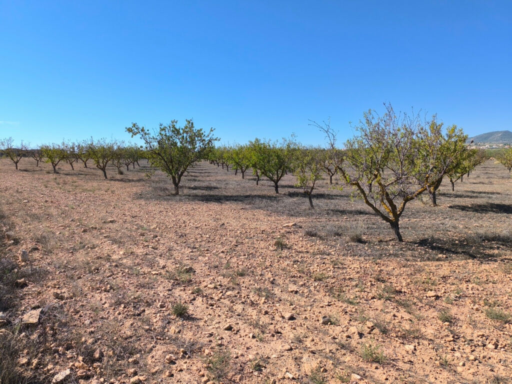 Land Pinoso Alicante - image 4