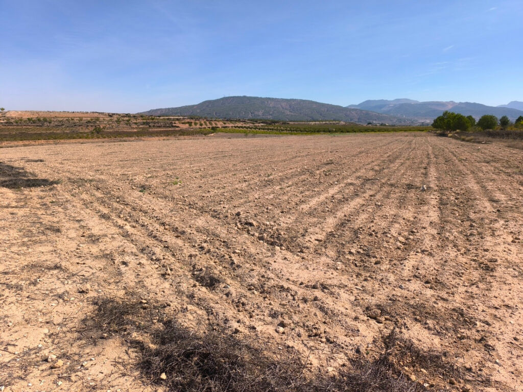 Land Pinoso Alicante - image 4