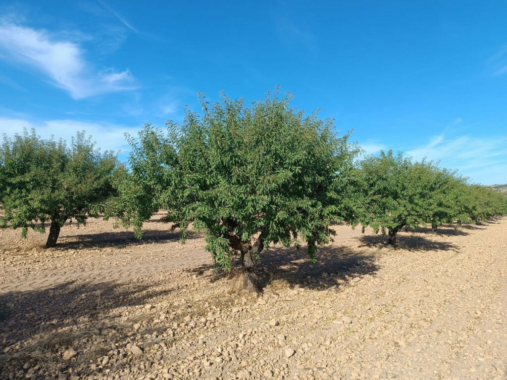 Land Yecla Murcia - image 4