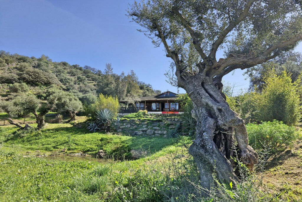 Finca - Cortijo Coín Málaga - image 43