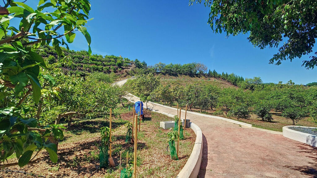 Finca - Cortijo Vélez-Málaga Málaga - image 48
