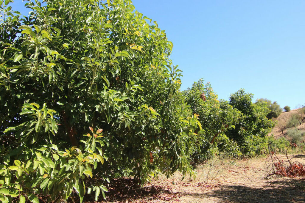 Finca - Cortijo Tolox Málaga - image 5
