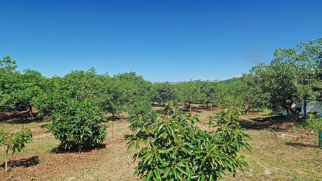 Finca - Cortijo Vélez-Málaga Málaga - image 52