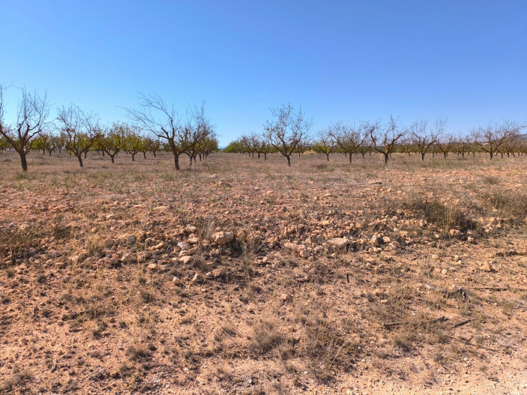 Land Pinoso Alicante - image 6