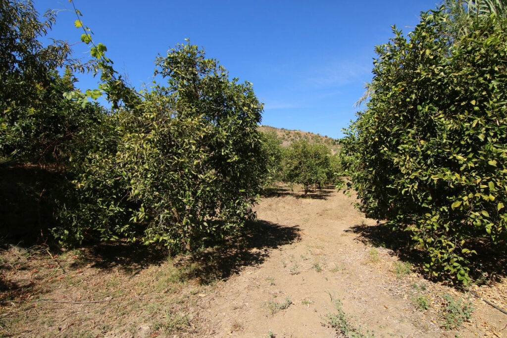 Finca - Cortijo Tolox Málaga - image 6