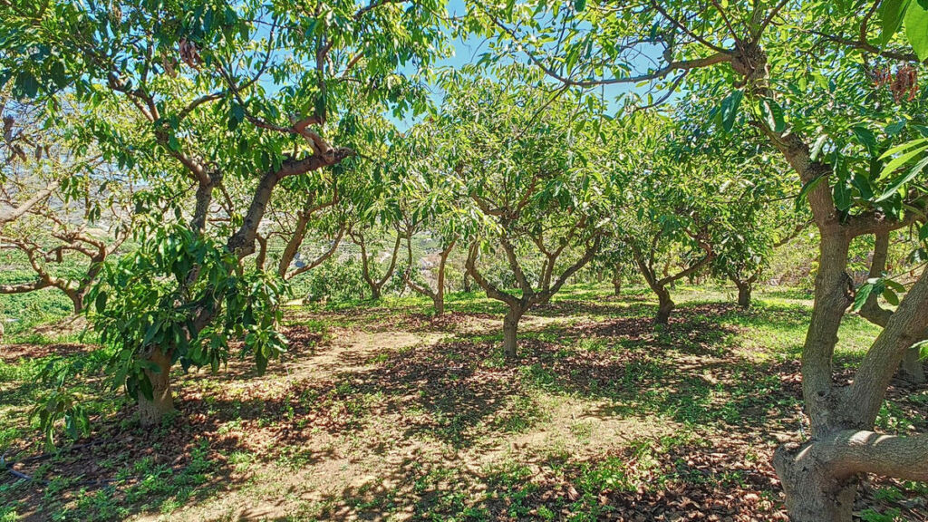 Finca - Cortijo Vélez-Málaga Málaga - image 60