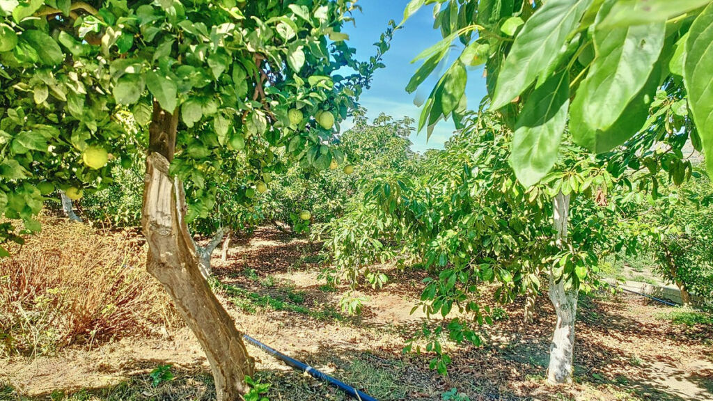 Finca - Cortijo Vélez-Málaga Málaga - image 62