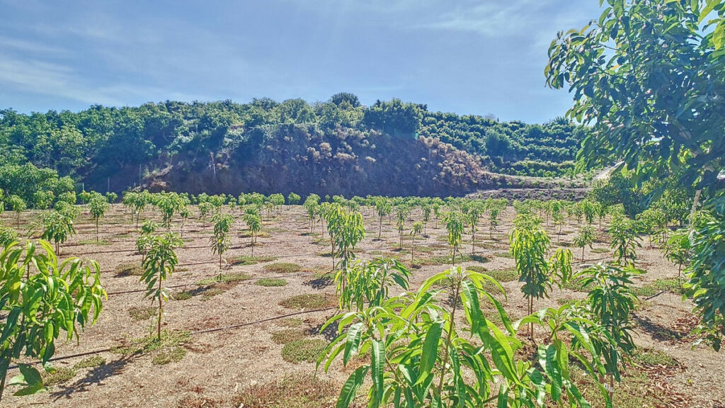 Finca - Cortijo Vélez-Málaga Málaga - image 63