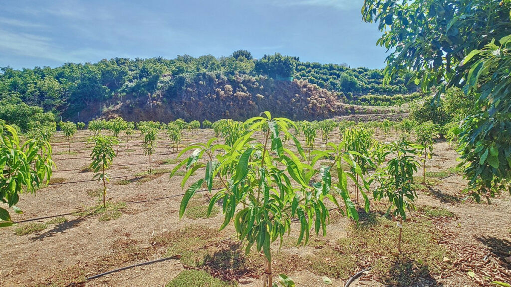 Finca - Cortijo Vélez-Málaga Málaga - image 64