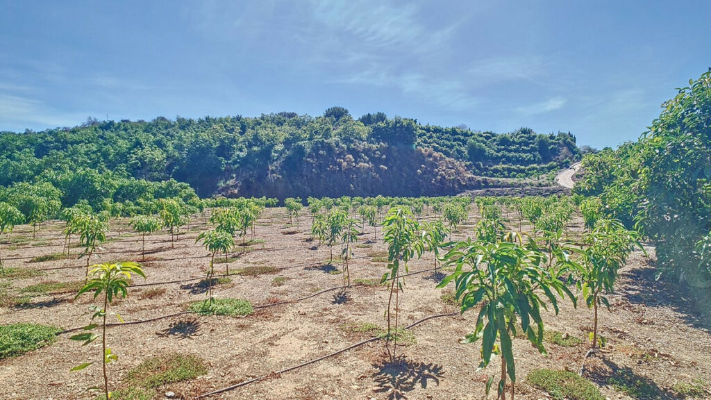 Finca - Cortijo Vélez-Málaga Málaga - image 65