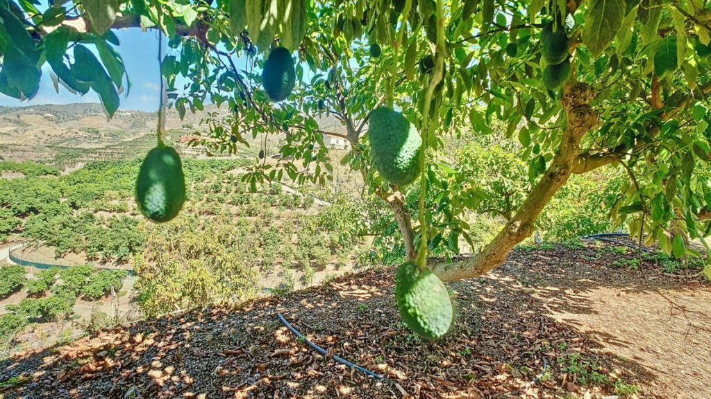 Finca - Cortijo Vélez-Málaga Málaga - image 66