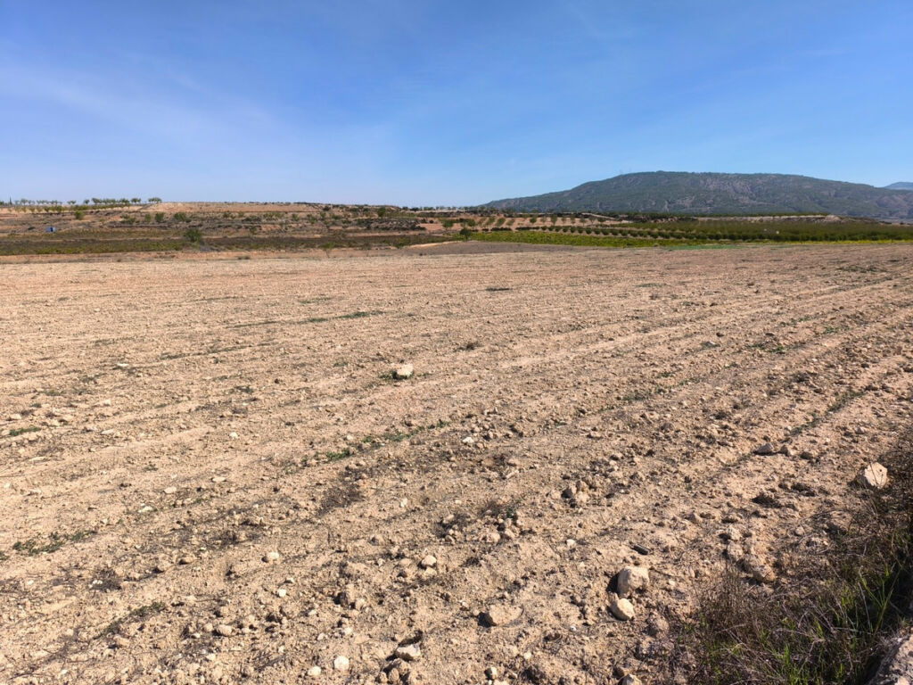 Land Pinoso Alicante - image 7