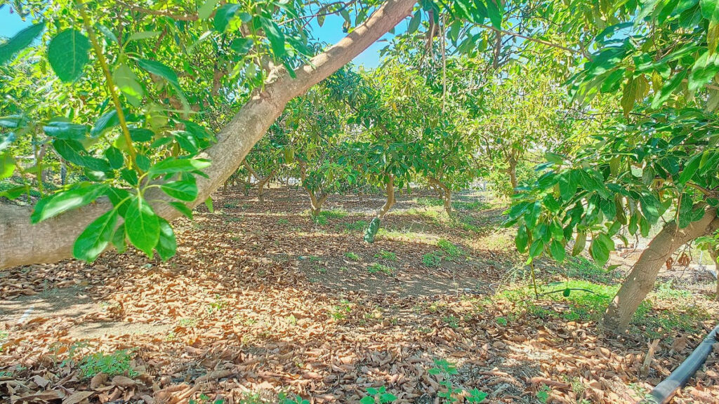 Finca - Cortijo Vélez-Málaga Málaga - image 74