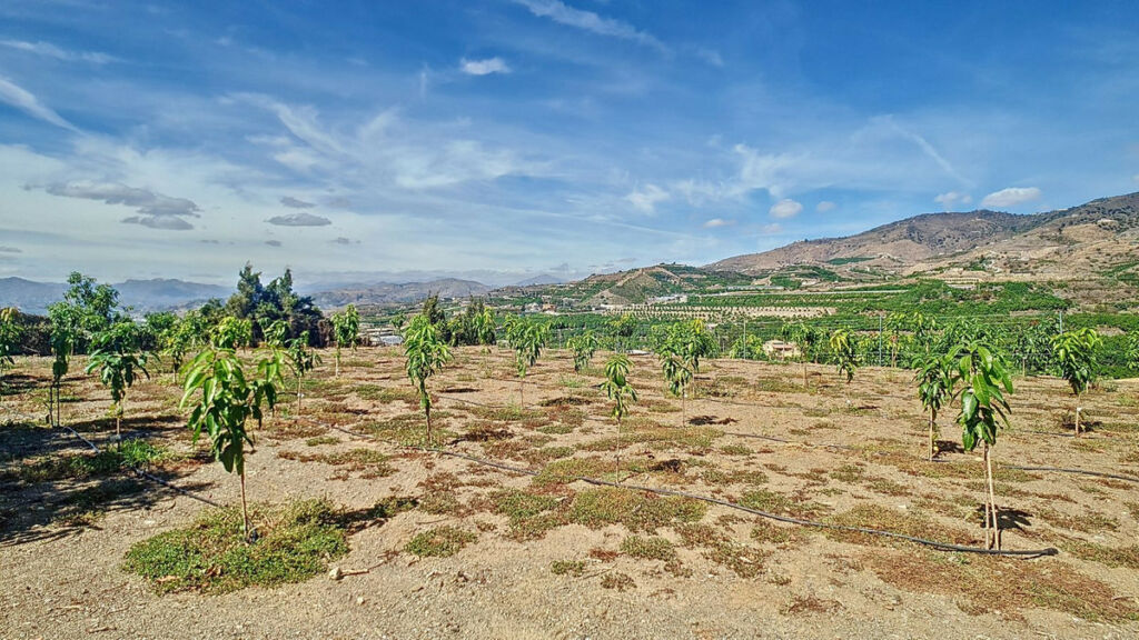 Finca - Cortijo Vélez-Málaga Málaga - image 79