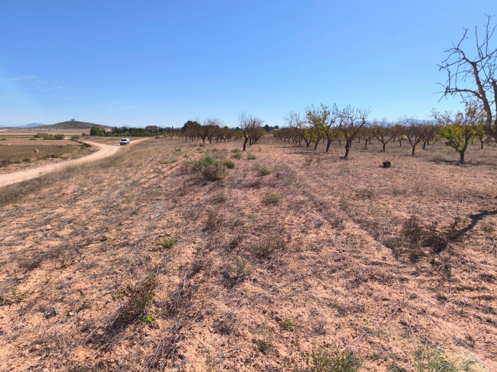 Land Pinoso Alicante - image 9